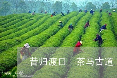 昔归渡口 茶马古道/2023032273604